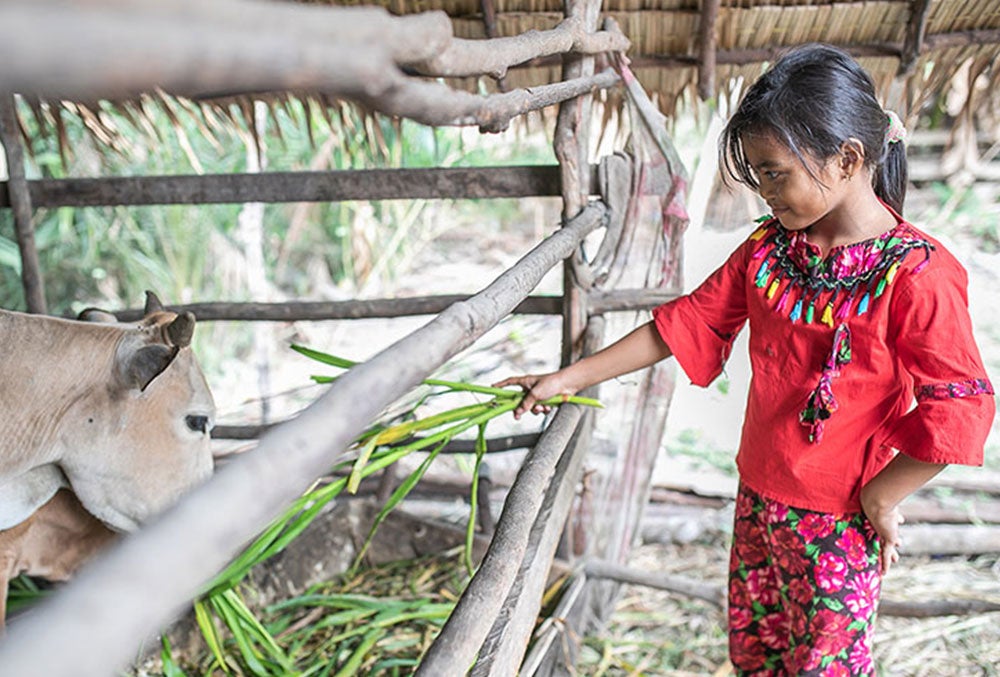 Aira feeding a cow after cleft surgery